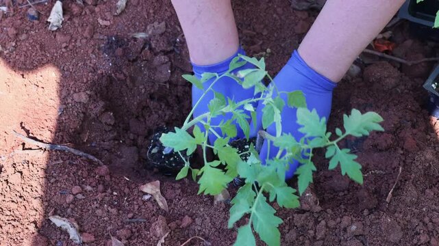 Farmer hands in blue gloves place small tomato plant into freshly turned soil in garden on sunny day.
