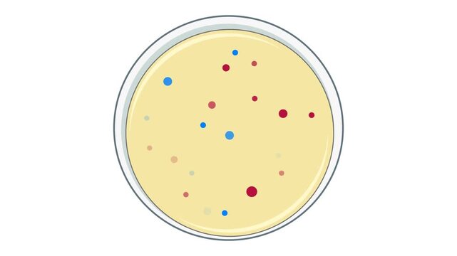 Conceptual motion graphic illustration showing the growth and development of blue Escherichia coli and red coliform bacterial colonies on a yellow chromogenic agar petri dish