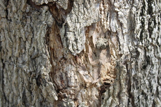 Natural tree bark texture background, old tree texture
