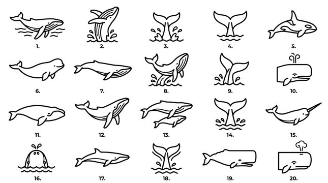 Collection of stylized whale illustrations in various poses and types.