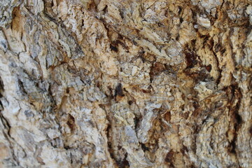 Naklejka premium Natural tree bark texture background, old tree texture