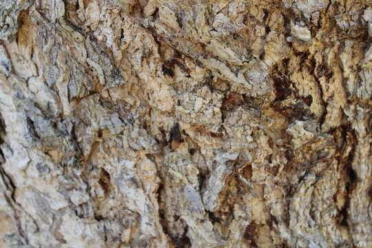 Natural tree bark texture background, old tree texture