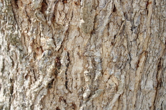 Natural tree bark texture background, old tree texture