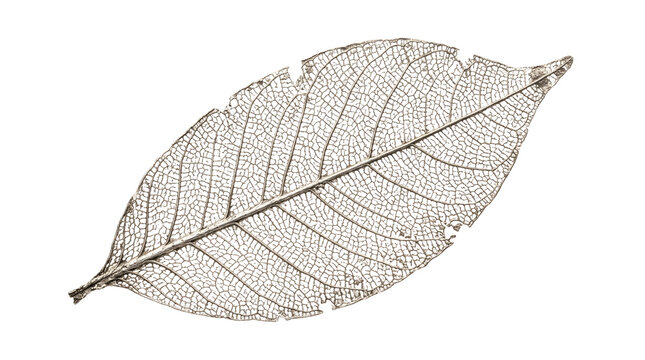 Delicate leaf skeleton in neutral grey tones isolated on transparent background perfect for botanical illustrations and artistic organic design projects.