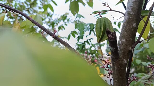 Young Starfruit Growing on Starfruit Tree