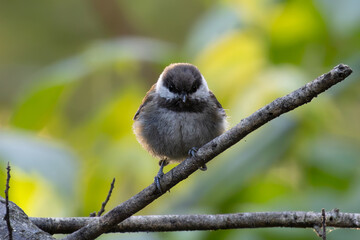 serious chestnut-backed chickadee standing on a branch  © Yifeng