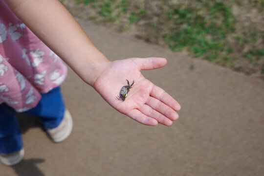 Little girl holding a small freshwater crab on the palm of hand outdoor