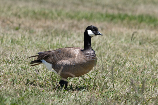 cackling goose standing on the grass