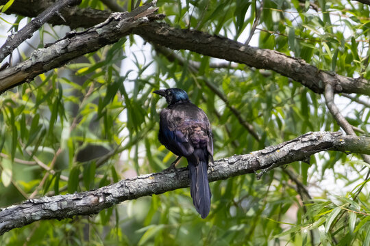 common grackle standing on a branch 