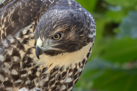 juvenile red-tailed hawk 