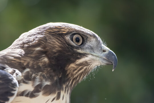 juvenile red-tailed hawk close look on its head