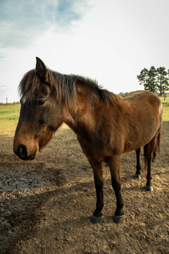 Caballo