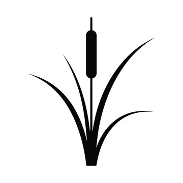 Black cattail plant silhouette isolated on white background for nature and garden themes