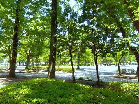 新緑の木々のある初夏の朝の公園風景