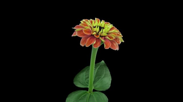 Time lapse of opening and dying orange Zinnia flower isolated on black background