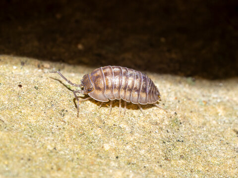 Macro photograph of a woodlouse (Armadillidium vulgare / pill bug / roly poly) crawling across a textured rock surface. Ideal for scientific, educational, biological, and pest control contexts.