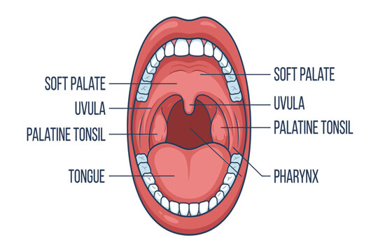 Detailed medical illustration showing healthy human tonsils anatomy, throat structures, oral cavity, and surrounding lymphatic tissues.