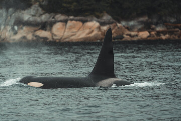 Naklejka premium Adult male Northern Resident killer whale (Orcinus orca) swimming in the coastal waters of Johnstone Strait, British Columbia, Canada. 