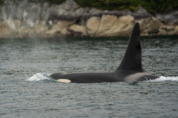 Adult male Northern Resident killer whale (Orcinus orca) swimming in the coastal waters of Johnstone Strait, British Columbia, Canada.  © Serhii