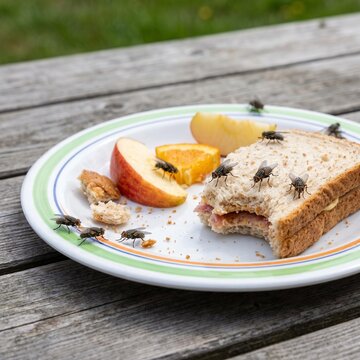 Lalat Hinggap di Sisa Makanan, Housefly Landing on Leftover Food