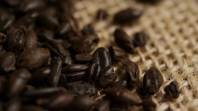 Dark roasted chocolate malt barley grains on burlap