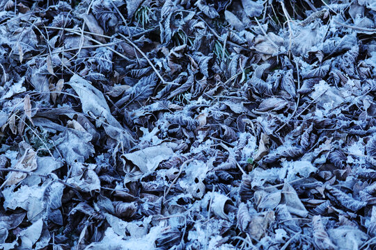 Frosty frozen dry leaves texture on the ground in winter
