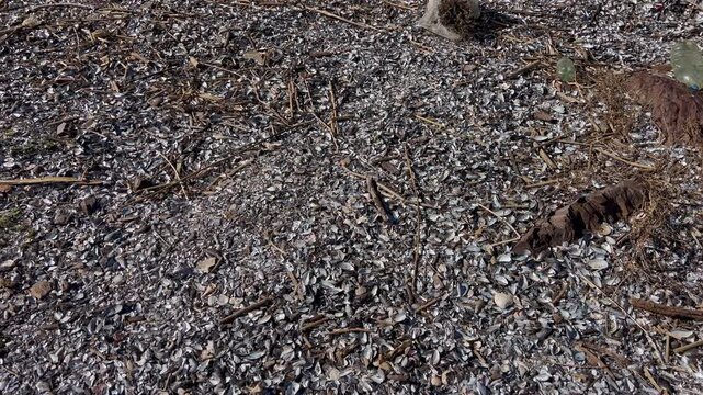 Punta Ballena natural rocky coastal cove with thousands of seashells and debris along the shoreline in Uruguay