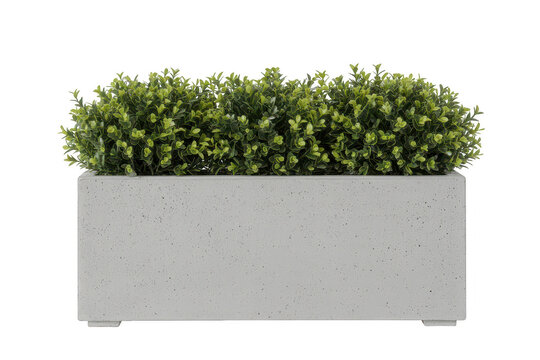 A rectangular light gray concrete planter box filled with lush green artificial boxwood shrubbery isolated on a white background, for decor