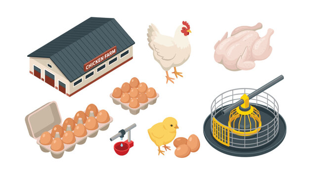 Poultry farming and chicken production isometric vector set. Agricultural barn, fresh eggs, raw meat, chick, automatic feeder, drinking equipment.