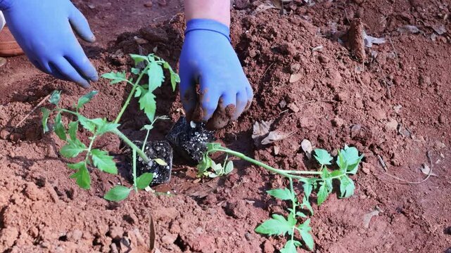 Farmer plants young tomato seedlings into ground in garden bed during springtime near home.