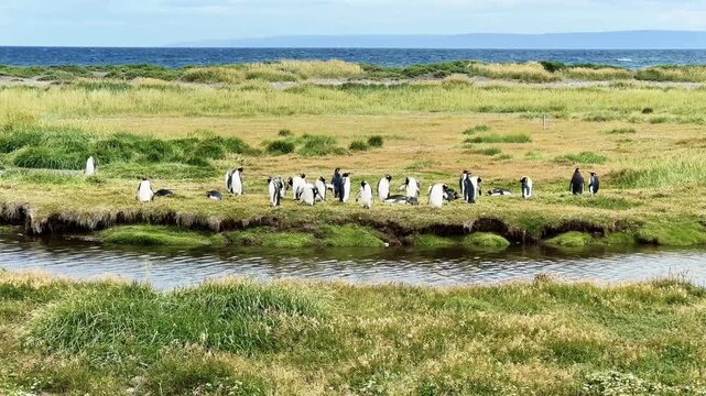King penguins