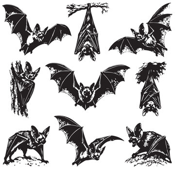 Detailed vintage engraved bat collection, black and white wildlife illustration set