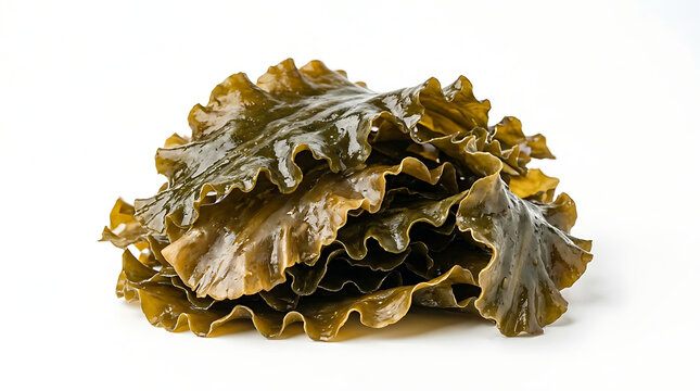 Pile of raw dark green kelp leaves with ruffled edges