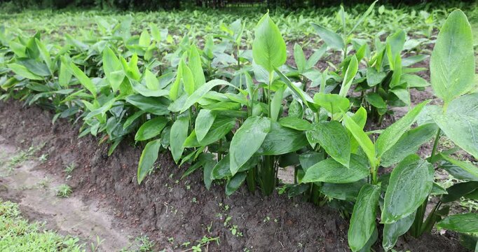 Lush green Arrowroot plants growing in neat rows on a farm field with fertile soil. Taken in Myanmar.