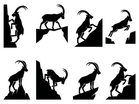 Silhouettes of mountain ibex goats climbing and jumping on cliffs