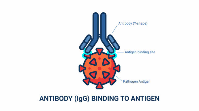 Scientific illustration showing the mechanism of an immunoglobulin IgG antibody binding to a viral pathogen antigen on a white background