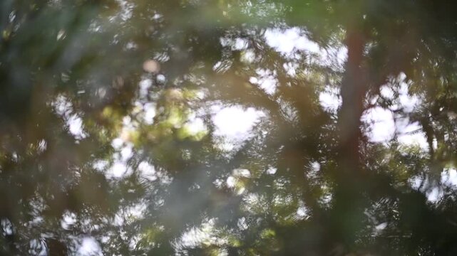 Dreamy Blurred Forest Tree Bokeh Motion Video with Sunlight.