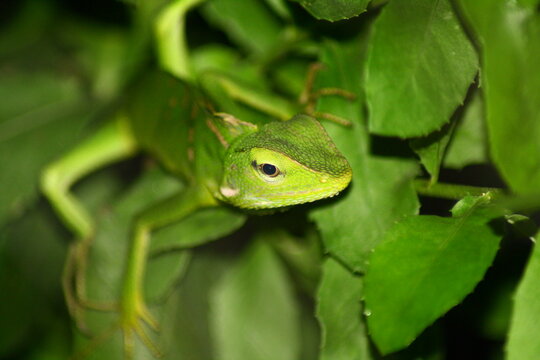 A green lizard emerging from behind the foliage.