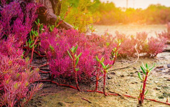 Red seablite (Sueda maritima) growing in acidic coastal soil within a tropical mangrove ecosystem. Blue carbon habitats, natural carbon sequestration, climate resilience and wetland conservation.