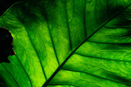 Close up of green tropical leaf texture with detailed veins, botanical background featuring natural foliage, organic pattern, sustainability concept and fresh nature design. Ecology, biology.