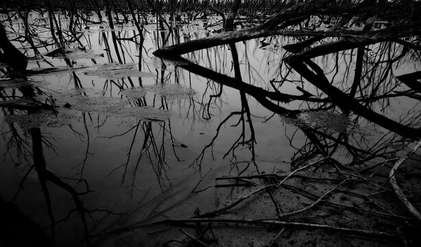 Dead tree in degraded mangrove forest. Environmental crisis from climate change, pollution, sedimentation. Degradation and destruction of mangrove forest. Coastal crisis. Dark background for death.