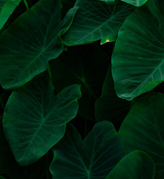 Closeup green leaves of elephant ear in jungle. Green leaf texture background with minimal pattern. Green leaves in tropical forest on dark background. Greenery wallpaper. Botanical garden