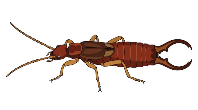 Earwig Insect Vector Illustration