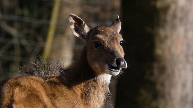 close up of a young deer