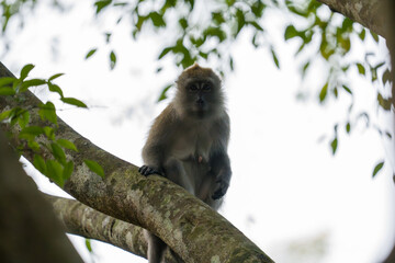 Fototapeta premium Gray-faced monkey perches on tree branch. Green leaves frame the animal's gaze. Dappled sunlight highlights fur texture. Natural forest setting, calm and quiet. Animal appears alert