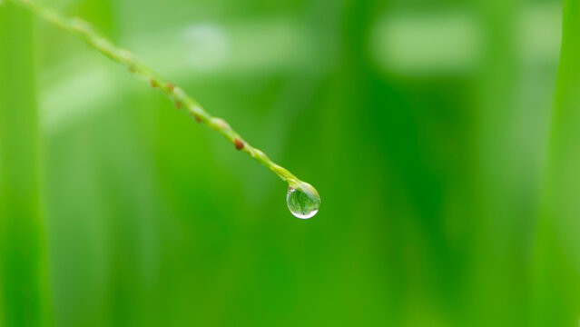 Close up of a single clear water droplet hanging on a green grass blade.A beautiful high-quality macro shot focusing on a single, transparent water droplet clinging to the tip of a slender green grass