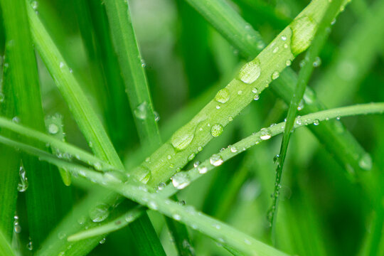 Close up of fresh green grass blades covered in shimmering raindrops.A beautiful high-quality macro shot showcasing vibrant green grass blades crisscrossing each other, heavily adorned with clear