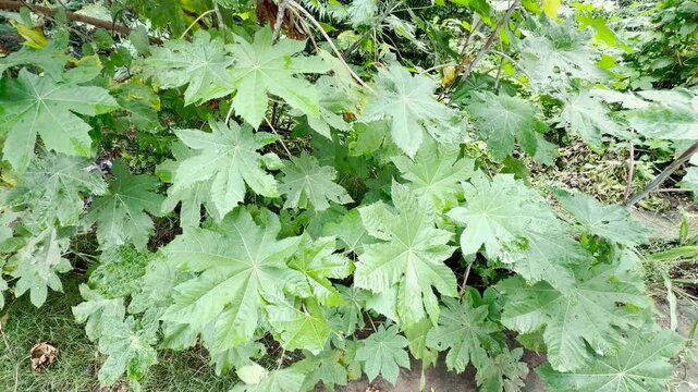 Green castor oil plant leaves swaying in the wind