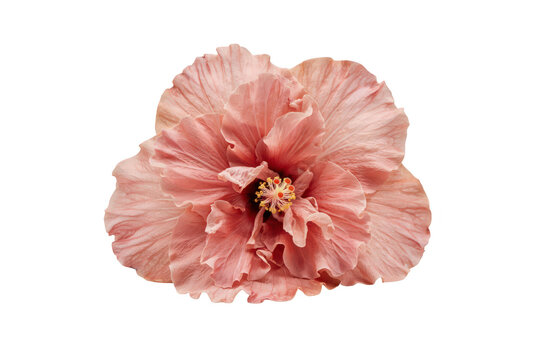 A single soft pink hibiscus flower with ruffled petals and a prominent yellow stamen, isolated on a solid black background, for display