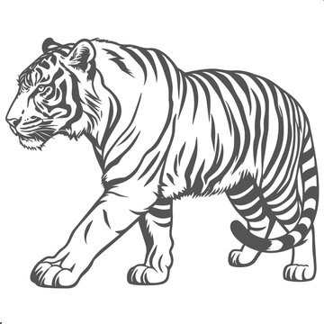 Realistic Tiger Walking Side View Vector Art, Majestic Bengal Tiger Line Illustration, Detailed Striped Wild Cat Drawing, Black and White Wildlife Sketch, Animal Coloring Page Design